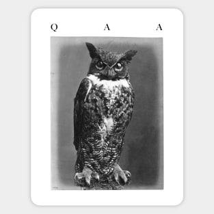 QAA Moloch the Owl Sticker